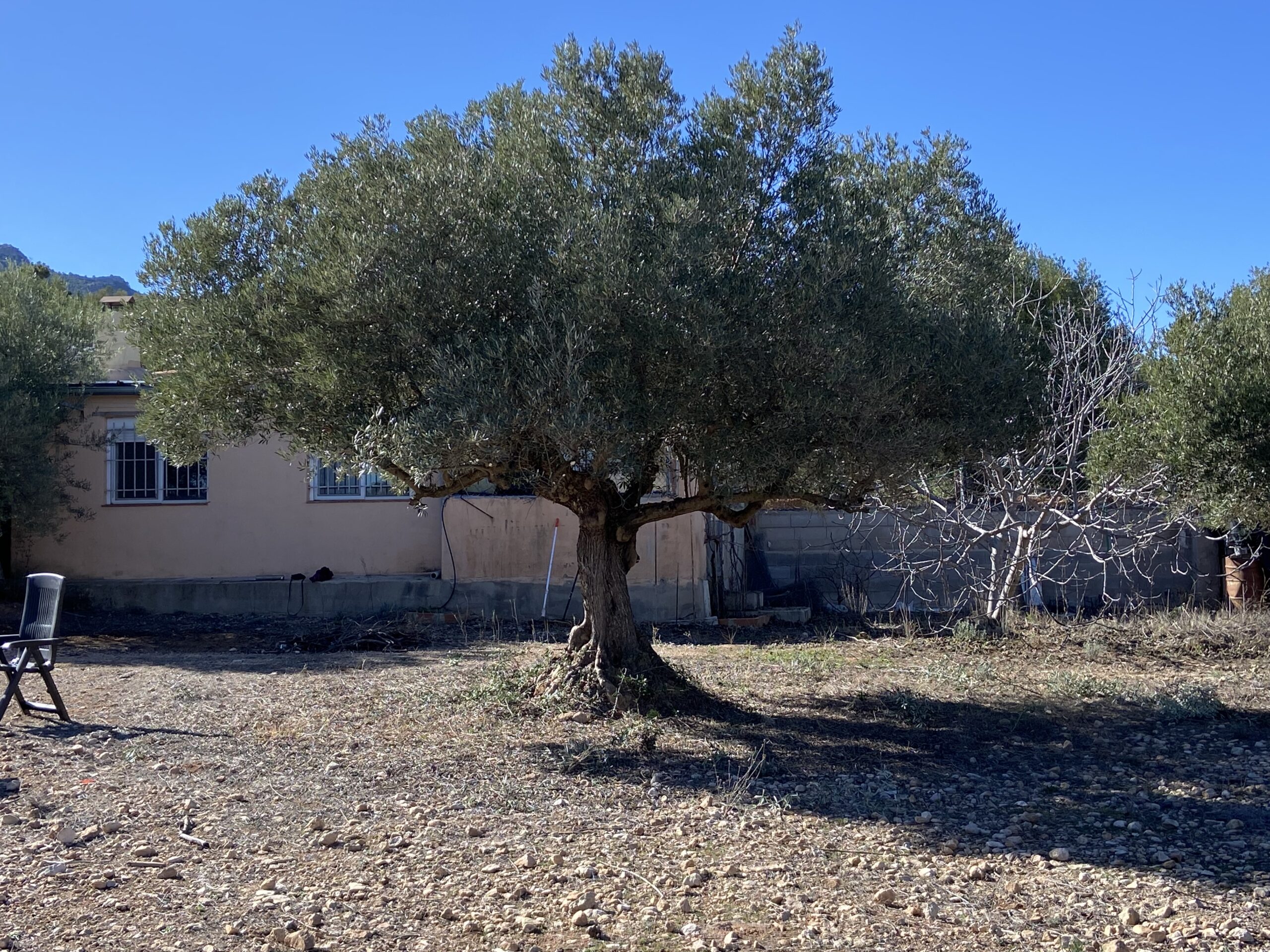 Olijvenoogst in Ayora