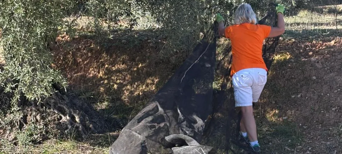 Olijvenoogst bij Loboliva in Ayora waarbij een oogstnet onder de olijfboom wordt gelegd.