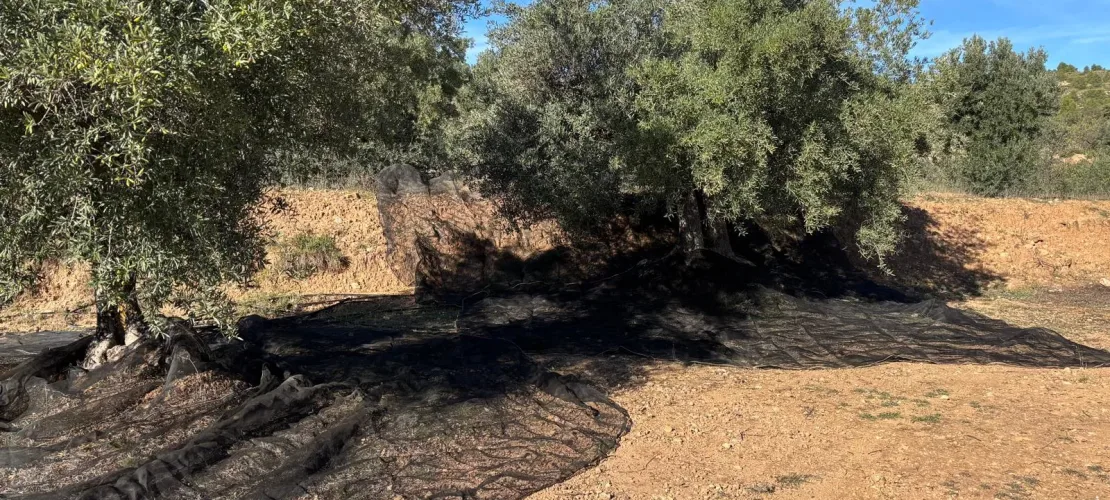 Biologische olijfboomgaard in Ayora met oogstnetten onder de olijfbomen voor de olijvenoogst.