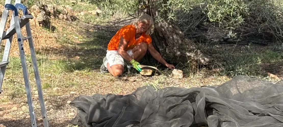 Biologische olijvenoogst bij Loboliva in Ayora, waarbij met de hand rond de olijfboom wordt gewerkt.